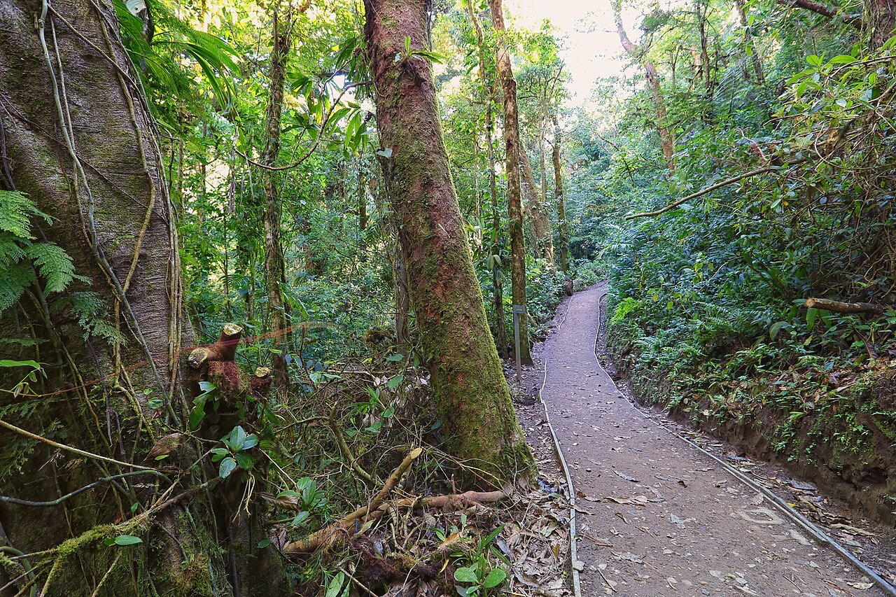 A narrow paved trail winding through dense moss-covered cloud forest at Monteverde