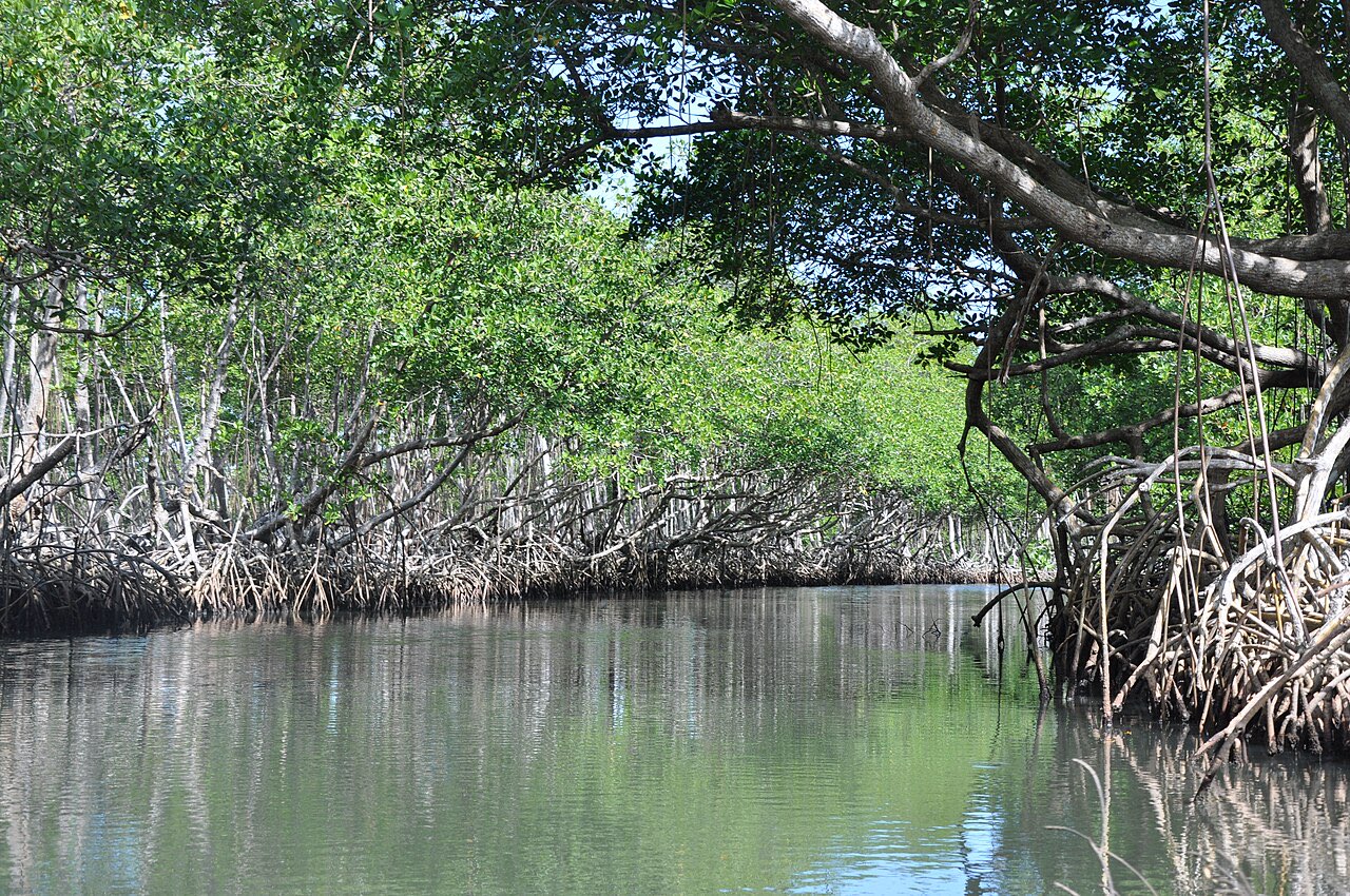 A still water channel winding through dense green mangroves in Los Haitises National Park