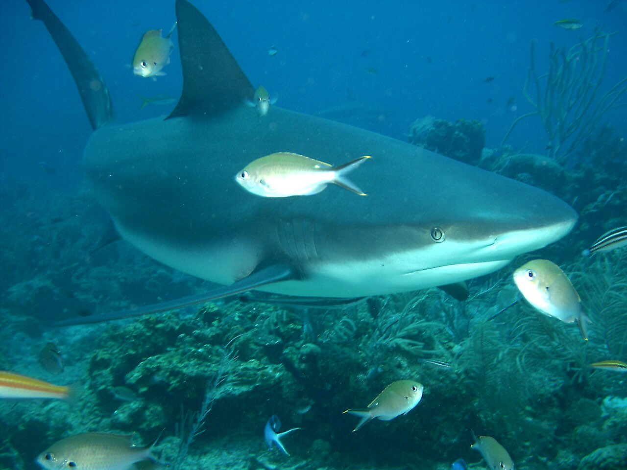 A Caribbean reef shark swimming over coral with small silver fish around it in clear blue water off Roatan
